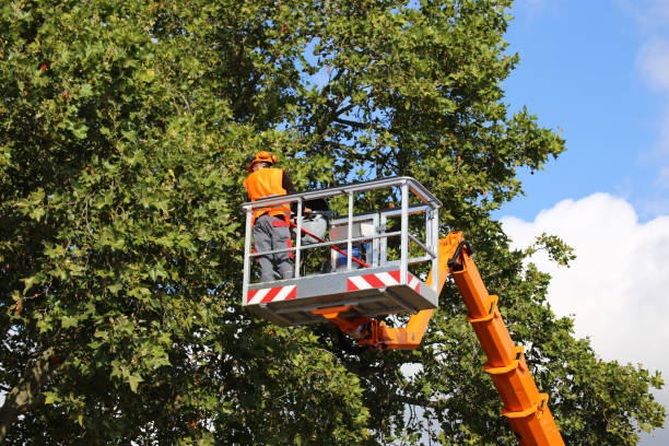 Best Tree Trimming and Pruning  in Whiteman Af, MO